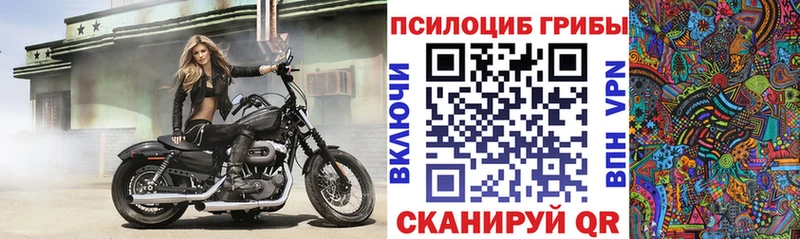 Купить где  Валдай  Галлюциногенные грибы Cubensis 